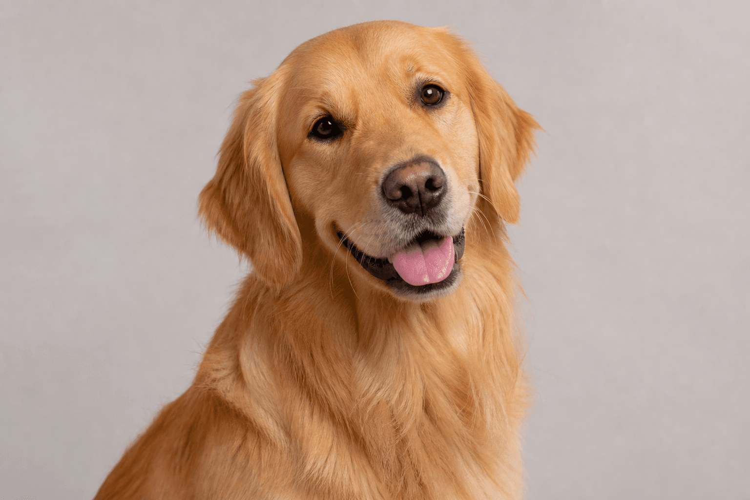 Bella, golden retriever
